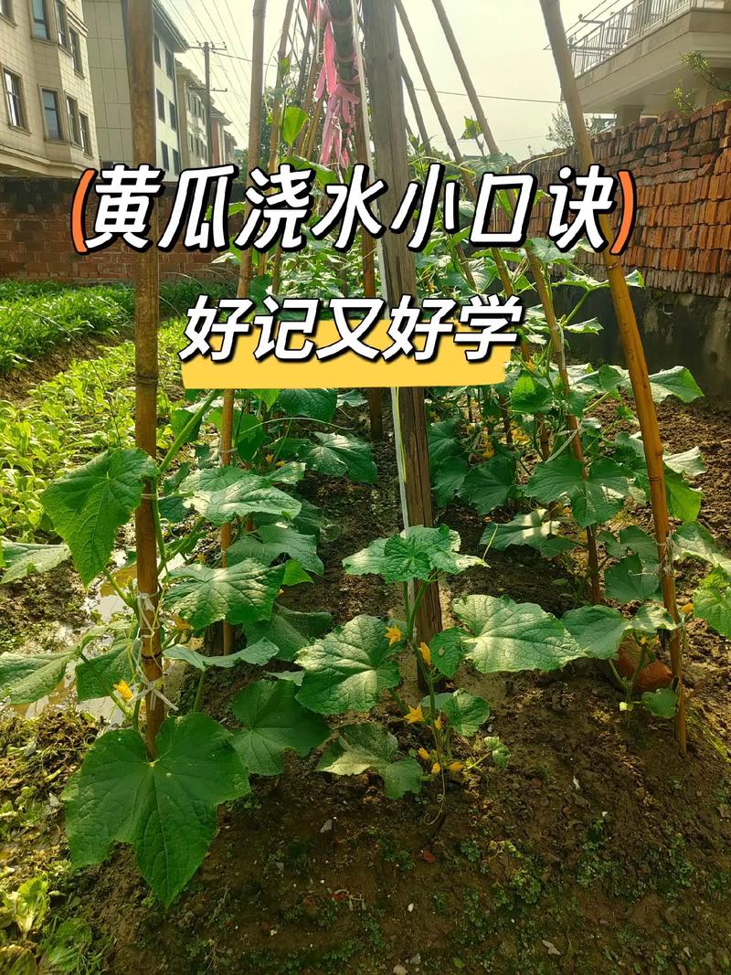 黄瓜种植方法,黄瓜种植方法与技巧-第2张图片-优品飞百科 黄瓜种植方法,黄瓜种植方法与技巧-第2张图片-优品飞百科