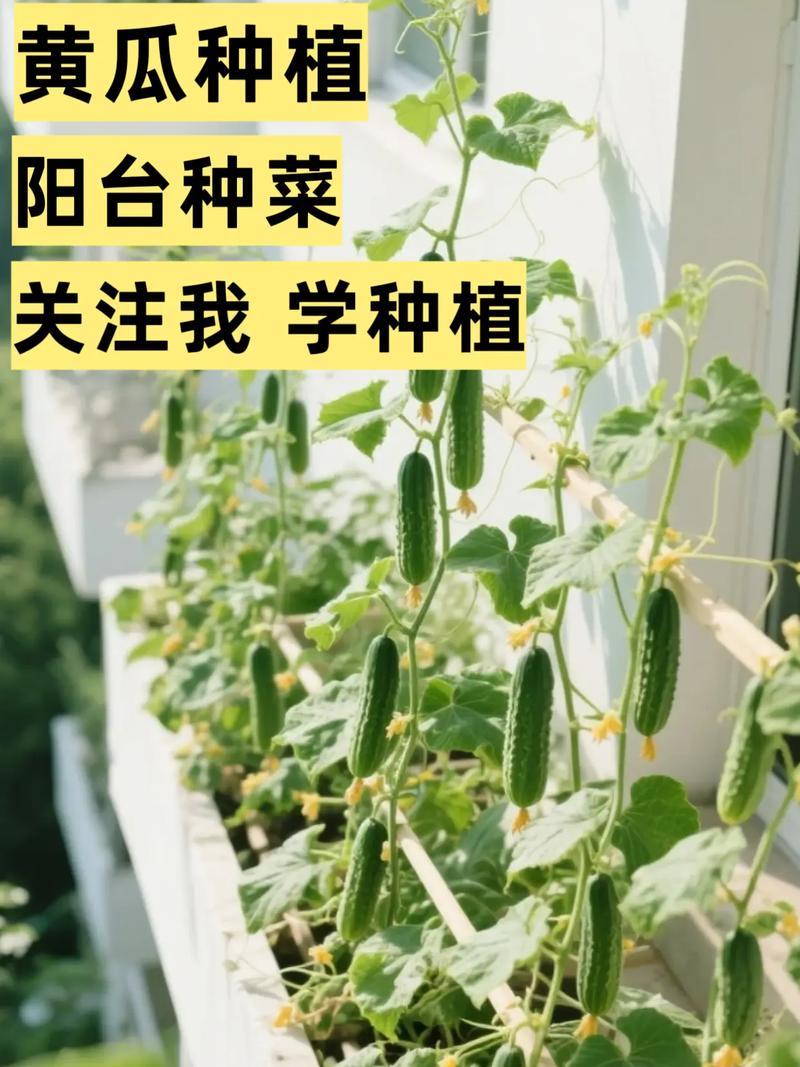 黄瓜种植方法,黄瓜种植方法与技巧-第3张图片-优品飞百科 黄瓜种植方法,黄瓜种植方法与技巧-第3张图片-优品飞百科