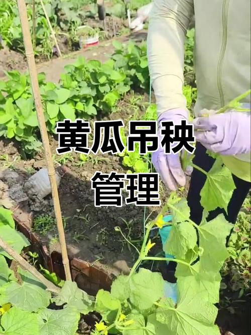 黄瓜种植方法,黄瓜种植方法与技巧-第5张图片-优品飞百科 黄瓜种植方法,黄瓜种植方法与技巧-第5张图片-优品飞百科