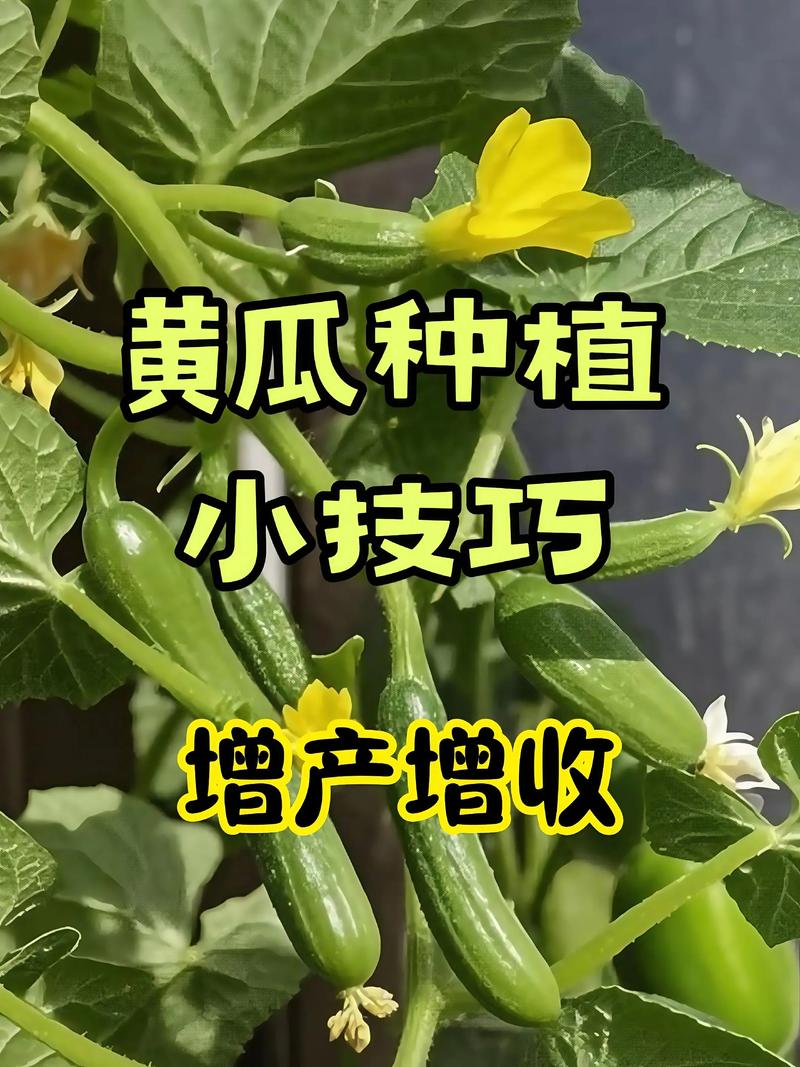 黄瓜种植方法,黄瓜种植方法与技巧-第7张图片-优品飞百科 黄瓜种植方法,黄瓜种植方法与技巧-第7张图片-优品飞百科