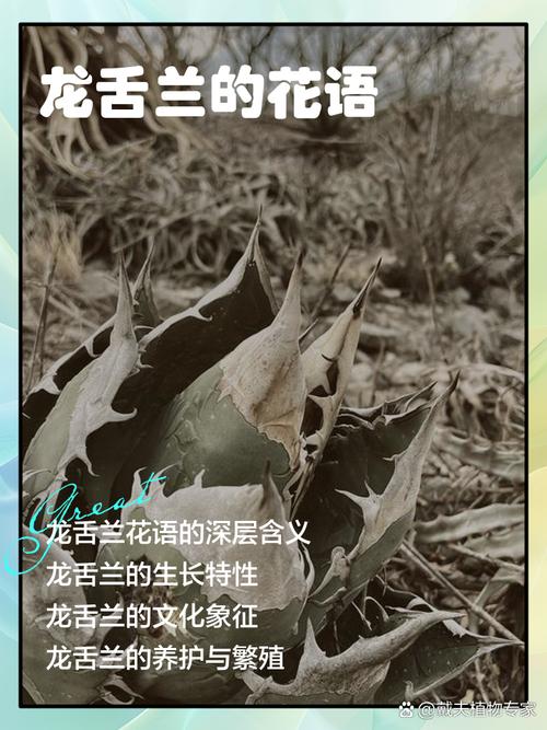 龙舌兰的花语和寓意，有什么传说故事，龙舌兰花有什么用途