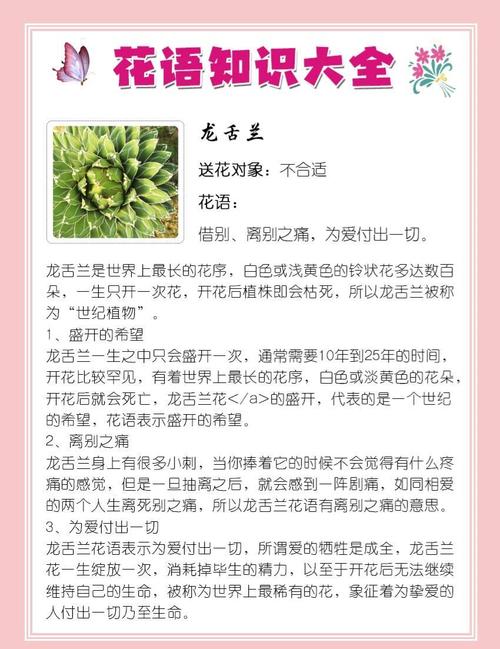 龙舌兰的花语和寓意，有什么传说故事，龙舌兰花有什么用途-第2张图片-优品飞百科