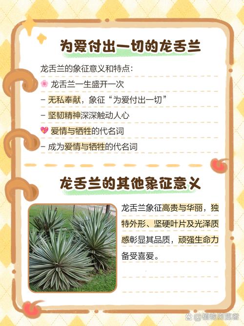 龙舌兰的花语和寓意，有什么传说故事，龙舌兰花有什么用途-第3张图片-优品飞百科