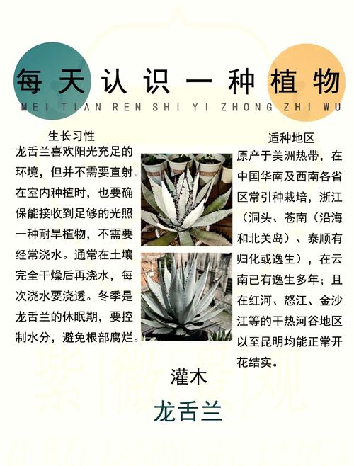 龙舌兰的花语和寓意，有什么传说故事，龙舌兰花有什么用途-第4张图片-优品飞百科