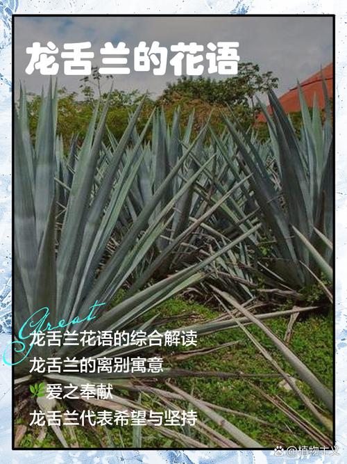 龙舌兰的花语和寓意，有什么传说故事，龙舌兰花有什么用途-第5张图片-优品飞百科