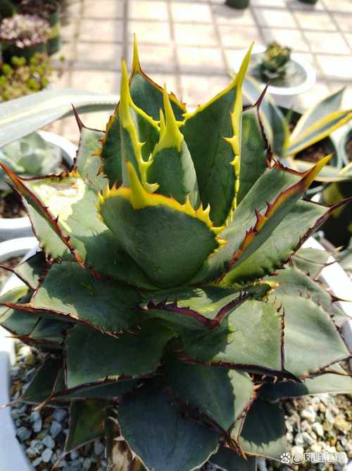 龙舌兰的花语和寓意，有什么传说故事，龙舌兰花有什么用途-第6张图片-优品飞百科