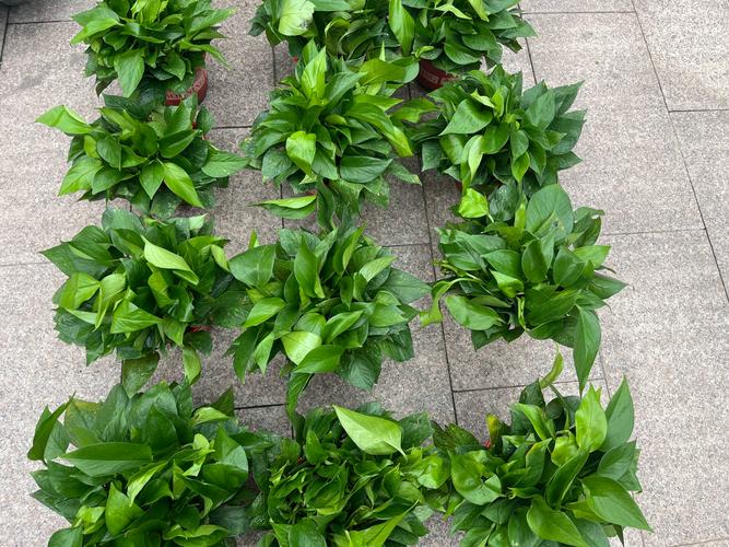 绿萝吸甲醛吗，绿萝除甲醛管用吗？-第2张图片-优品飞百科