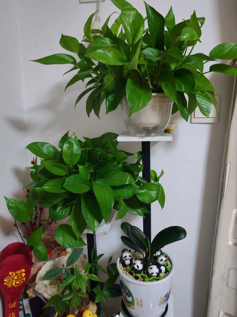 绿萝吸甲醛吗，绿萝除甲醛管用吗？-第3张图片-优品飞百科