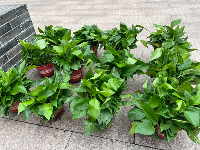 绿萝吸甲醛吗，绿萝除甲醛管用吗？-第5张图片-优品飞百科