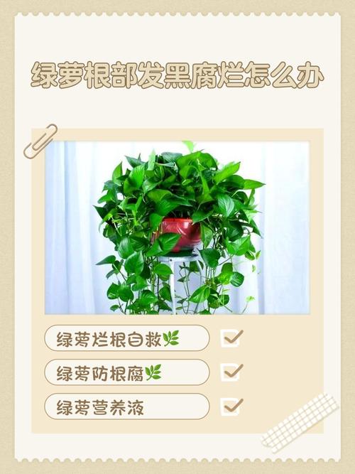 绿萝吸甲醛吗，绿萝除甲醛管用吗？-第6张图片-优品飞百科