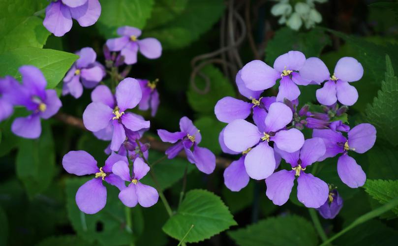 二月兰怎么吃，二月兰怎么吃 三种吃法简单易学-第3张图片-优品飞百科