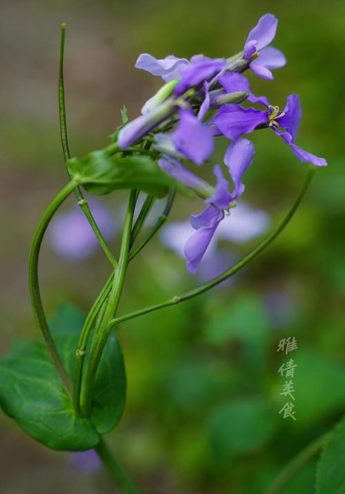 二月兰怎么吃，二月兰怎么吃 三种吃法简单易学-第4张图片-优品飞百科