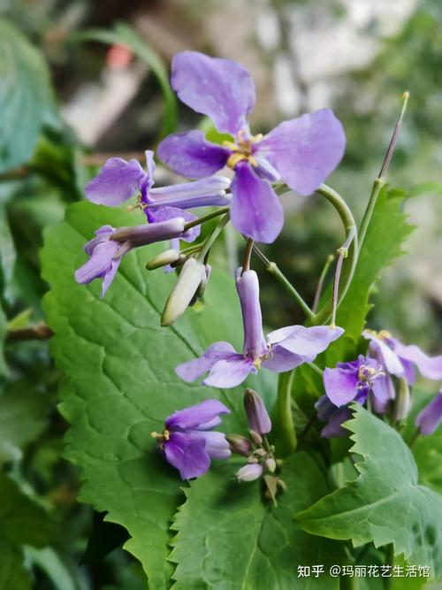 二月兰怎么吃，二月兰怎么吃 三种吃法简单易学-第5张图片-优品飞百科