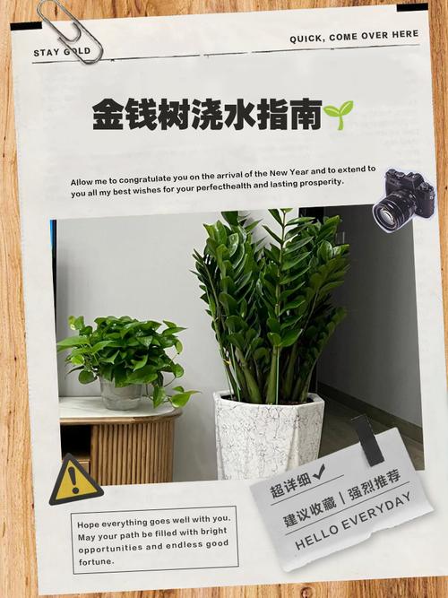 金钱树浇水的正确方法，多久浇一次水，金钱树浇水的正确方法,多久浇一次水合适？