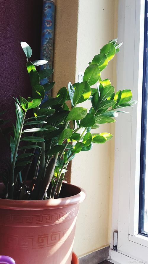 金钱树浇水的正确方法，多久浇一次水，金钱树浇水的正确方法,多久浇一次水合适？-第2张图片-优品飞百科