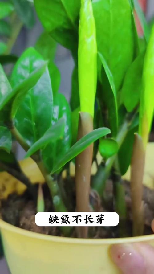 金钱树浇水的正确方法，多久浇一次水，金钱树浇水的正确方法,多久浇一次水合适？-第4张图片-优品飞百科