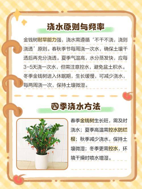 金钱树浇水的正确方法，多久浇一次水，金钱树浇水的正确方法,多久浇一次水合适？-第5张图片-优品飞百科