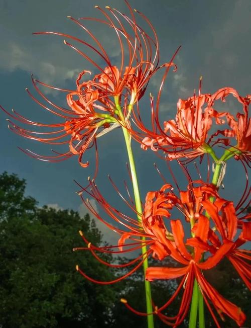 彼岸花的叶子，彼岸花的叶子图片，彼岸花的叶子,彼岸花的叶子图片大全？-第1张图片-优品飞百科