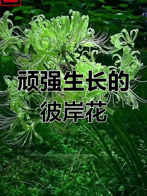 彼岸花的叶子，彼岸花的叶子图片，彼岸花的叶子,彼岸花的叶子图片大全？-第2张图片-优品飞百科