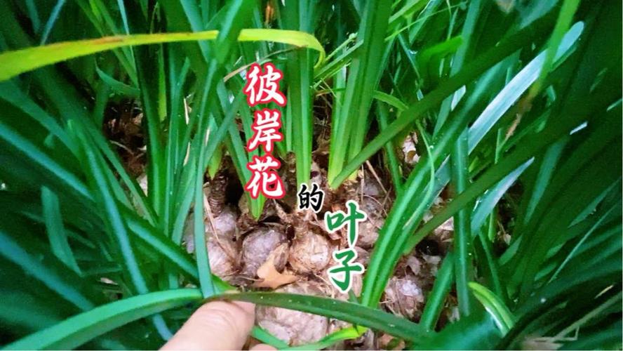 彼岸花的叶子，彼岸花的叶子图片，彼岸花的叶子,彼岸花的叶子图片大全？-第3张图片-优品飞百科