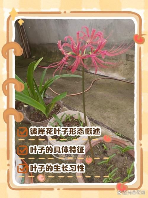 彼岸花的叶子，彼岸花的叶子图片，彼岸花的叶子,彼岸花的叶子图片大全？-第4张图片-优品飞百科