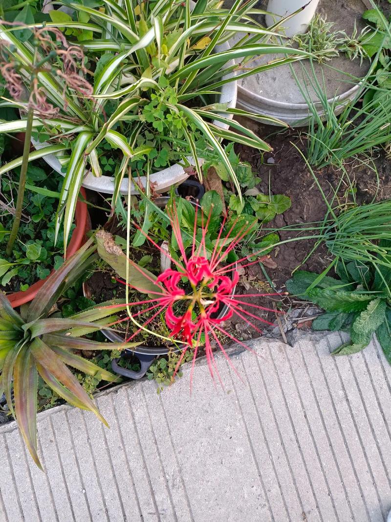 彼岸花的叶子，彼岸花的叶子图片，彼岸花的叶子,彼岸花的叶子图片大全？-第5张图片-优品飞百科