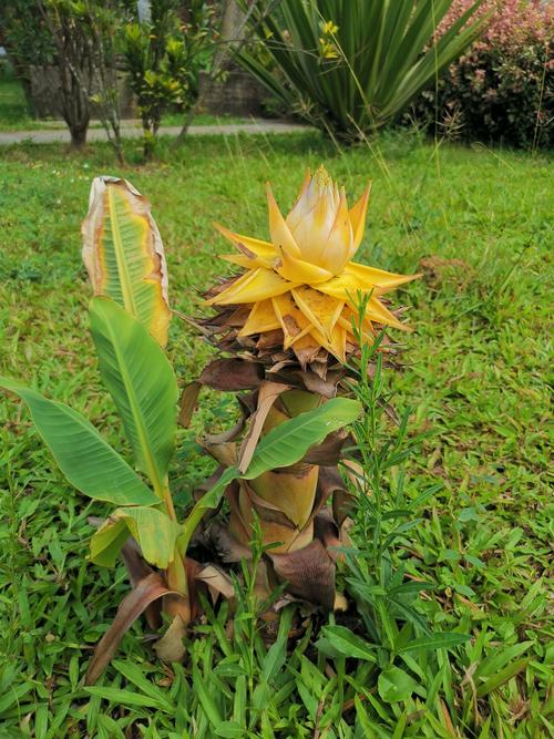 彼岸花的叶子，彼岸花的叶子图片，彼岸花的叶子,彼岸花的叶子图片大全？-第6张图片-优品飞百科