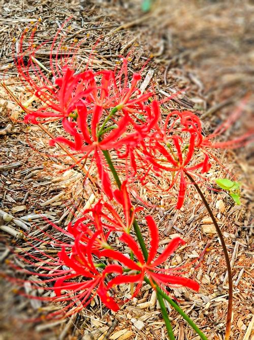 彼岸花的叶子，彼岸花的叶子图片，彼岸花的叶子,彼岸花的叶子图片大全？-第7张图片-优品飞百科