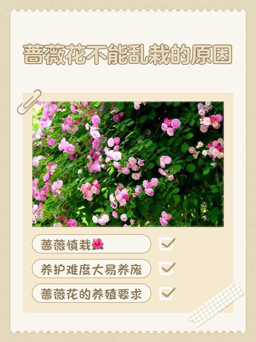蔷薇花能在室内养吗？蔷薇花能在室内养吗冬天？-第1张图片-优品飞百科