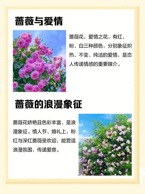 蔷薇花能在室内养吗？蔷薇花能在室内养吗冬天？-第2张图片-优品飞百科