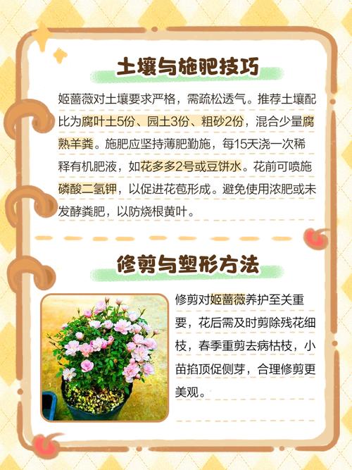 蔷薇花能在室内养吗？蔷薇花能在室内养吗冬天？-第3张图片-优品飞百科