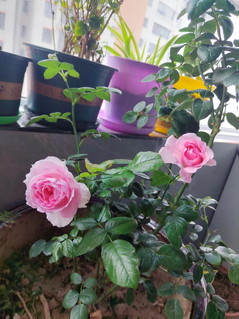 蔷薇花能在室内养吗？蔷薇花能在室内养吗冬天？-第5张图片-优品飞百科