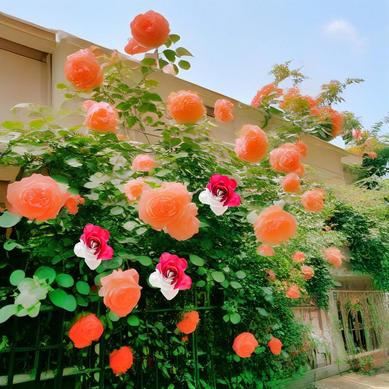 蔷薇花能在室内养吗？蔷薇花能在室内养吗冬天？-第6张图片-优品飞百科