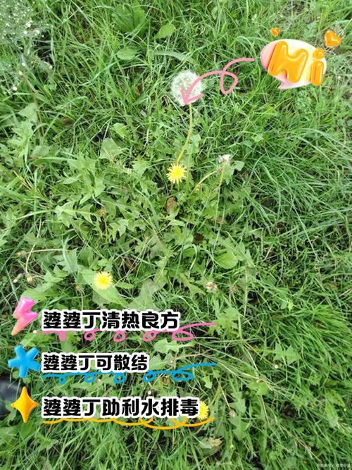 婆婆丁泡水喝的功效与作用，有什么禁忌，婆婆丁泡水的功效与作用及禁忌-第1张图片-优品飞百科