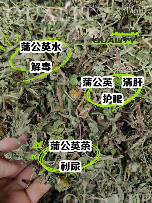 婆婆丁泡水喝的功效与作用，有什么禁忌，婆婆丁泡水的功效与作用及禁忌-第2张图片-优品飞百科