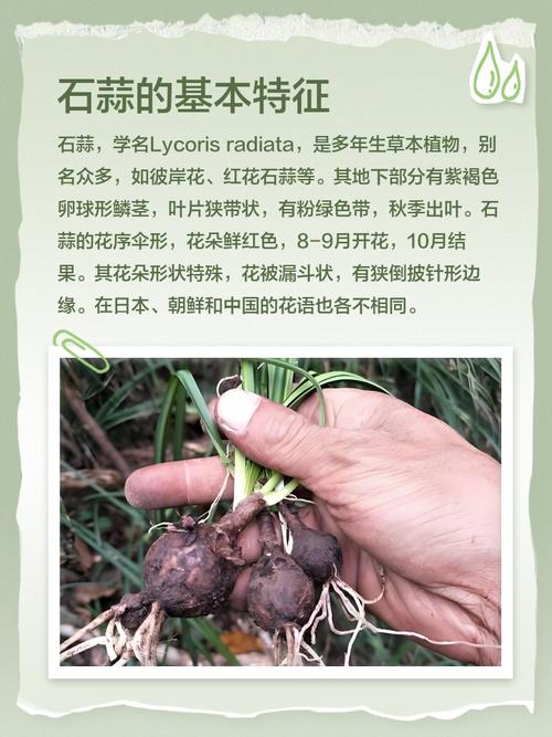 石蒜的花语和寓意，有什么传说故事，石蒜花的寓意是什么-第1张图片-优品飞百科