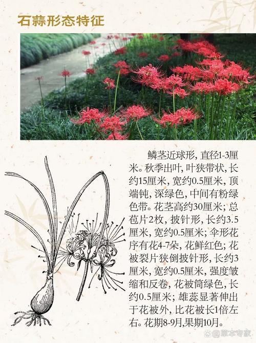 石蒜的花语和寓意，有什么传说故事，石蒜花的寓意是什么-第3张图片-优品飞百科