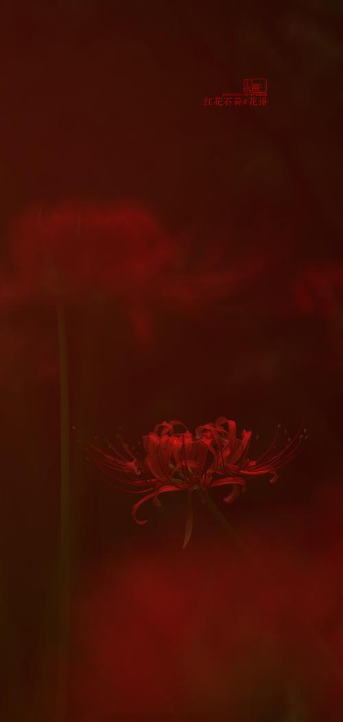 石蒜的花语和寓意，有什么传说故事，石蒜花的寓意是什么-第5张图片-优品飞百科