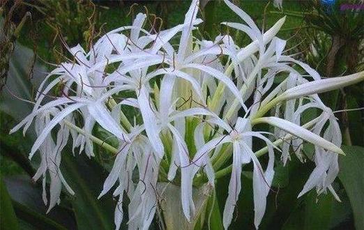 石蒜的花语和寓意，有什么传说故事，石蒜花的寓意是什么-第6张图片-优品飞百科