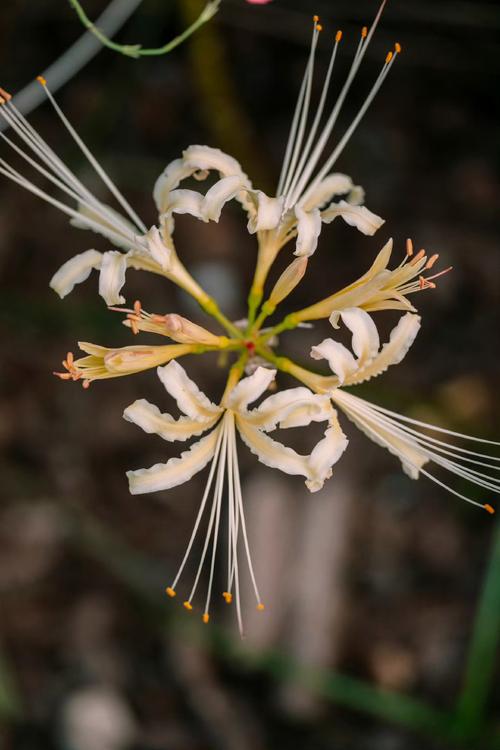 石蒜的花语和寓意，有什么传说故事，石蒜花的寓意是什么-第8张图片-优品飞百科