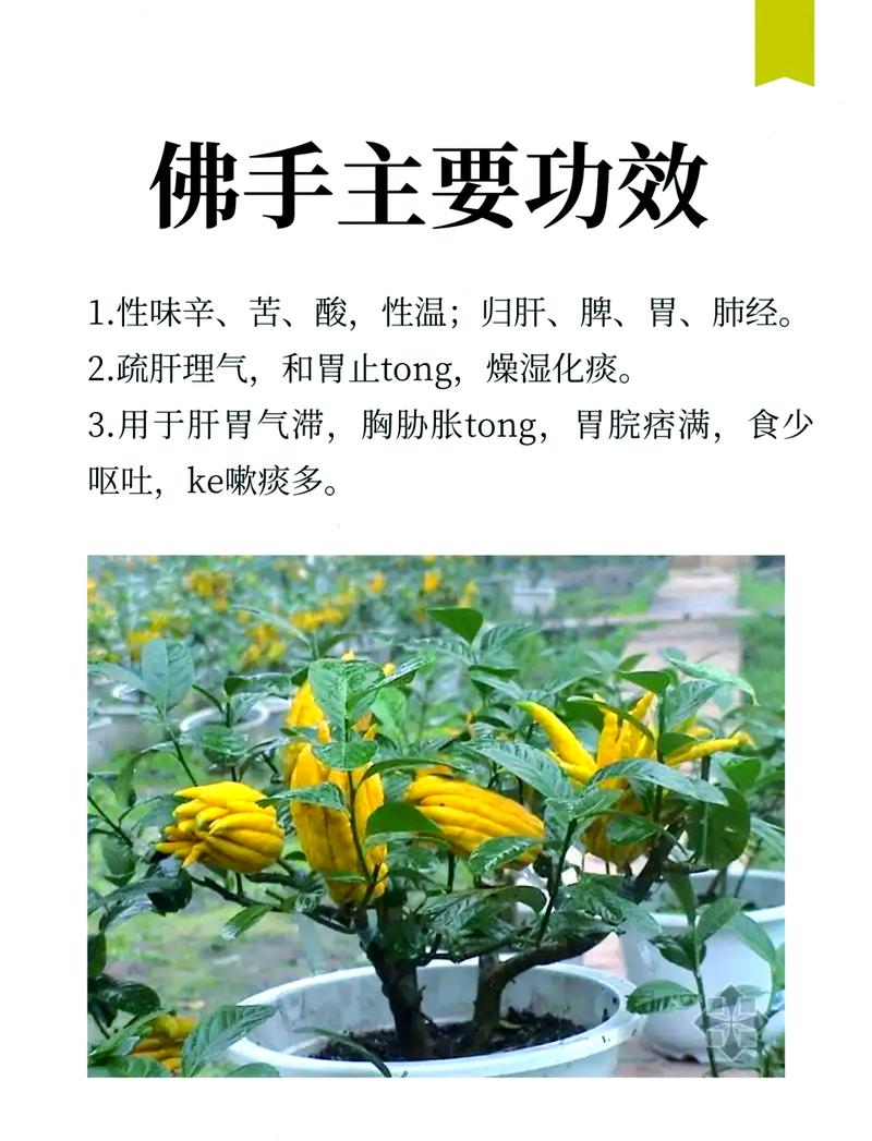 佛手的功效和作用，佛手的功效和作用?泡酒喝有什么讲究？-第1张图片-优品飞百科