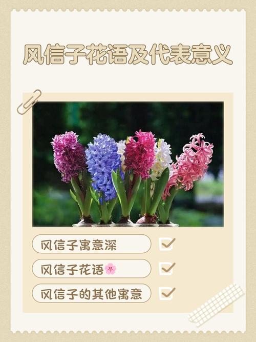 风信子花语？葡萄风信子花语？-第2张图片-优品飞百科