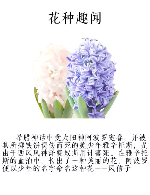风信子花语？葡萄风信子花语？-第3张图片-优品飞百科