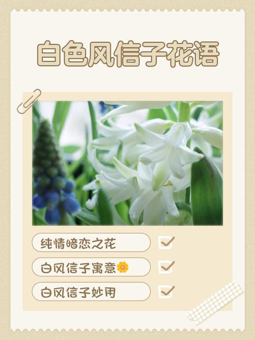 风信子花语？葡萄风信子花语？-第4张图片-优品飞百科