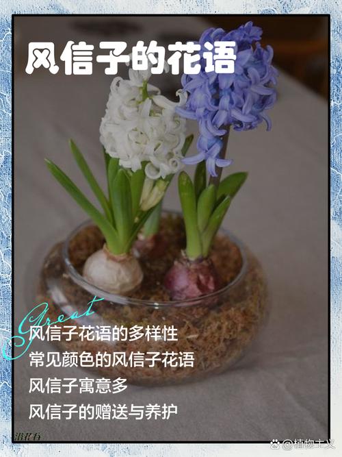风信子花语？葡萄风信子花语？-第5张图片-优品飞百科