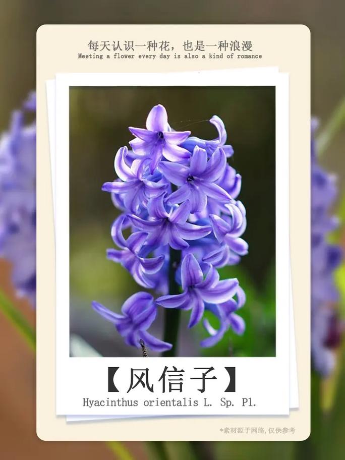 风信子花语？葡萄风信子花语？-第6张图片-优品飞百科