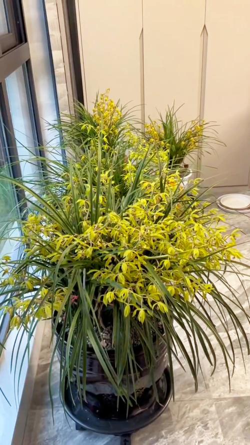 兰花怎么养，兰花图片，兰花怎么养植