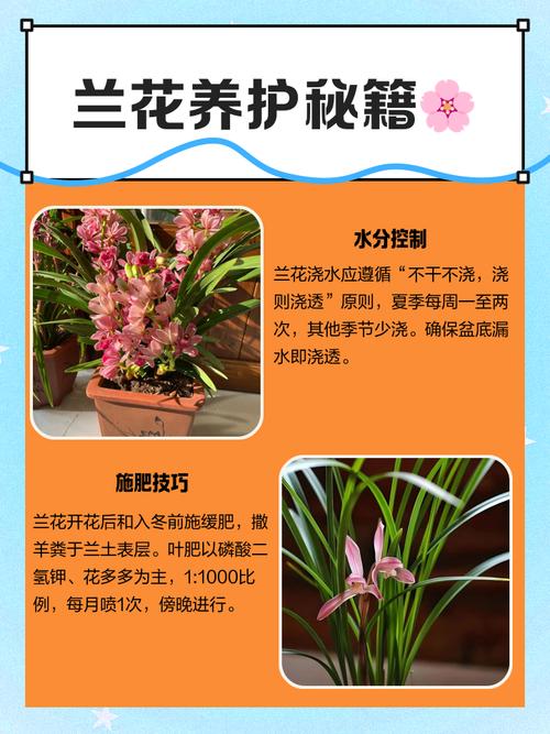 兰花怎么养，兰花图片，兰花怎么养植-第2张图片-优品飞百科