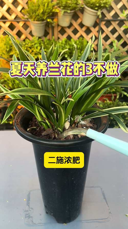 兰花怎么养，兰花图片，兰花怎么养植-第5张图片-优品飞百科