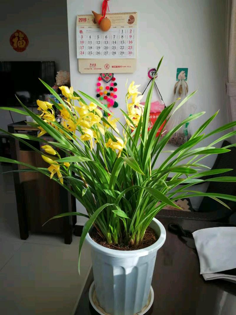 兰花怎么养，兰花图片，兰花怎么养植-第6张图片-优品飞百科